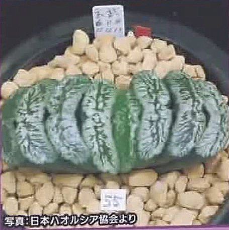 ハオルシア ハオルチア はなぜ高い 普通の多肉植物と違うの