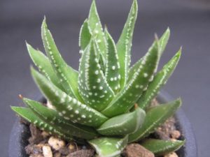 ハオルシア(ハオルチア)はなぜ高い?普通の多肉植物と違うの?