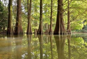 篠栗（ささぐり）九大の森・ラクウショウの池の場所のアクセスや駐車場は？