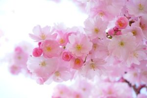 伊豆河津桜2025見頃と開花は？桜まつりの屋台やライトアップと混雑予想や駐車場も